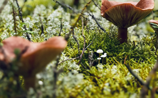 Глэмпинг Гиперборея