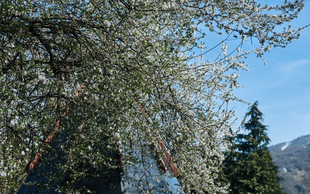 Отель Zagorodnyj otel' Pine River Krasnaa Polana
