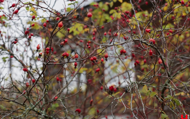 Частный дом Уютный светлый  дом в окружении природы
