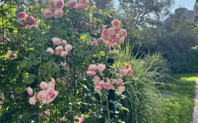 Апартаменты Каравелла Португалии