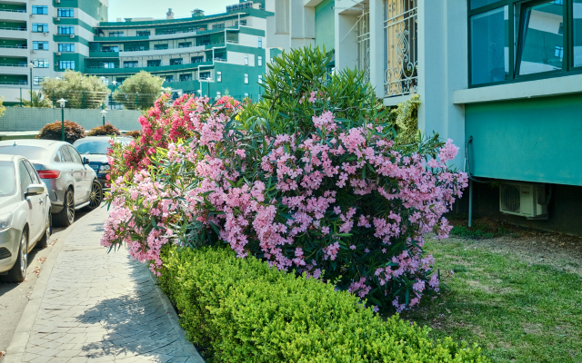 Park Gorkogo in the center Apartments
