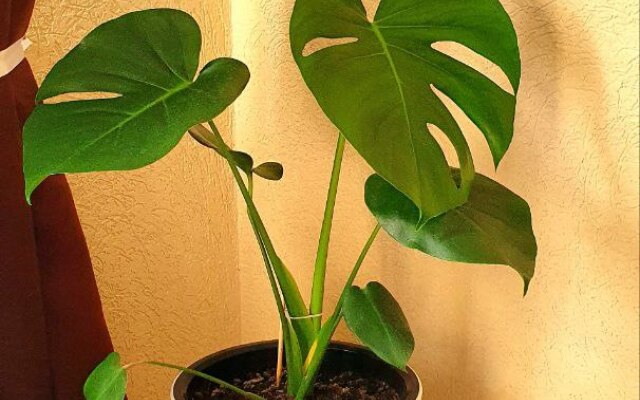 Апартаменты С Видом на Море Apart Gelbay