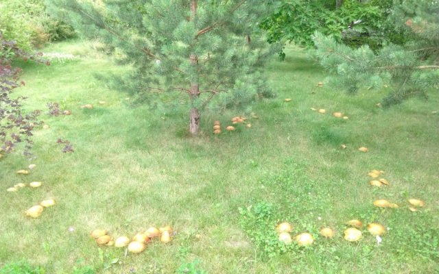 Гостевой дом Эколофт