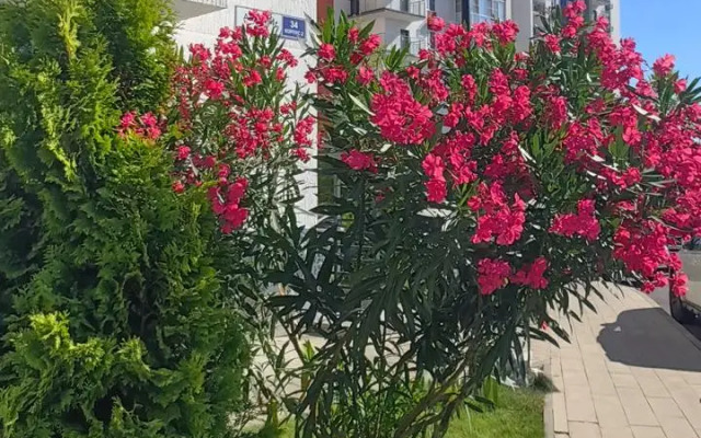 Zhk Frukty Granat  Flat