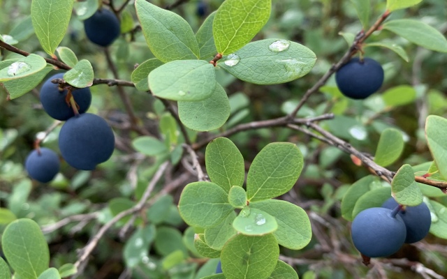 Гостевой дом Лось