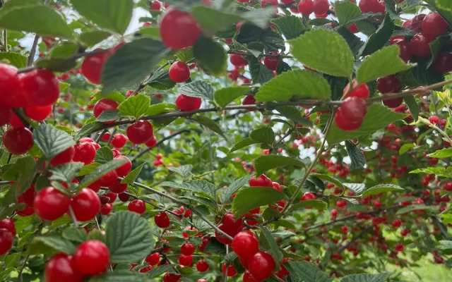 Recreation camp Sinegorye