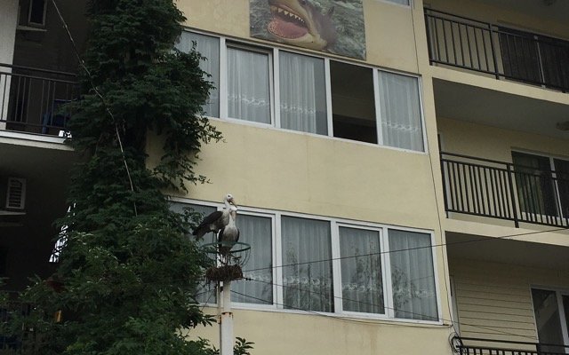 Akula Guest House
