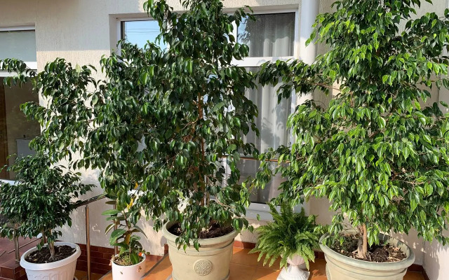 Отель Нинель