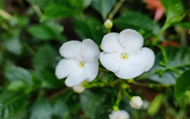 Villa 51 - Ground Floor Villa