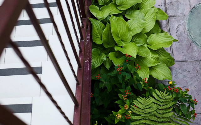 Daryya+ Guest house