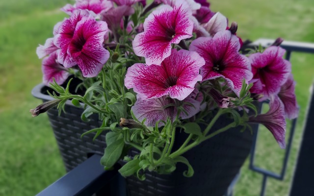 Апартаменты в тихом районе г. Зеленоградск