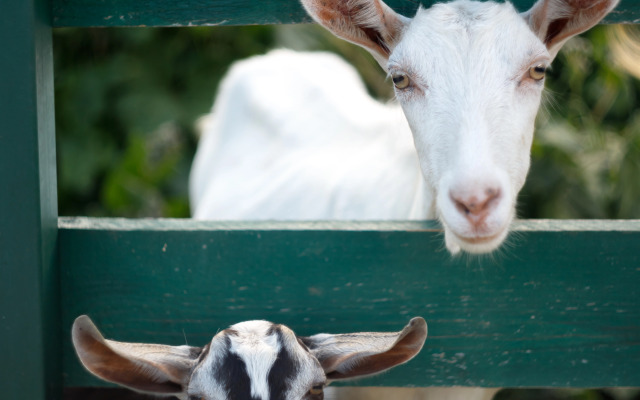 Частный дом Романовское подворье №2