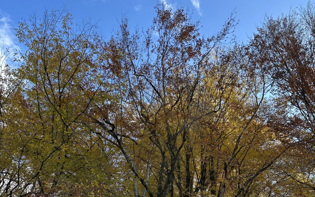 Гостевой дом на реке Псахо