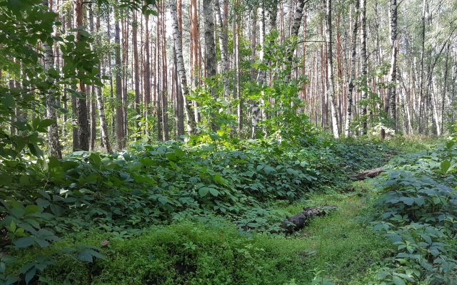 Kvartira Zamok u Lesa