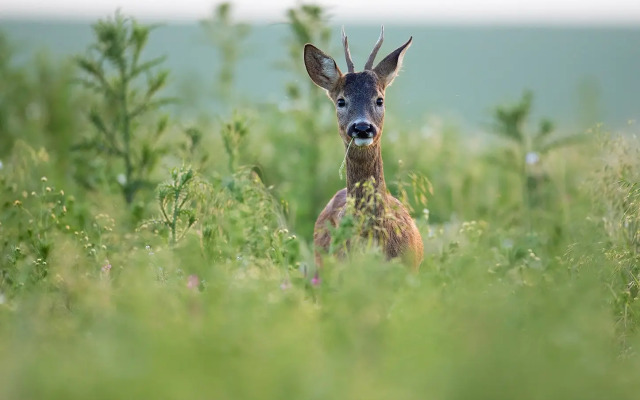 Природный Парк Олений