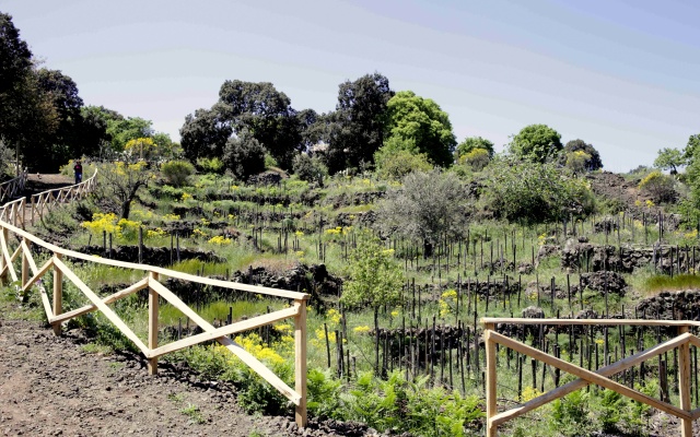 Eco Agriturismo Notti Stellate Apartments