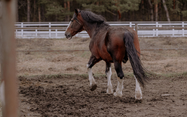Отель Пайн Ривер