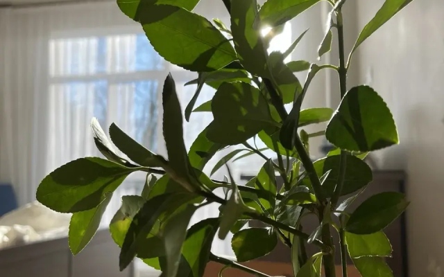 Квартира Оазис у моря, новая студия