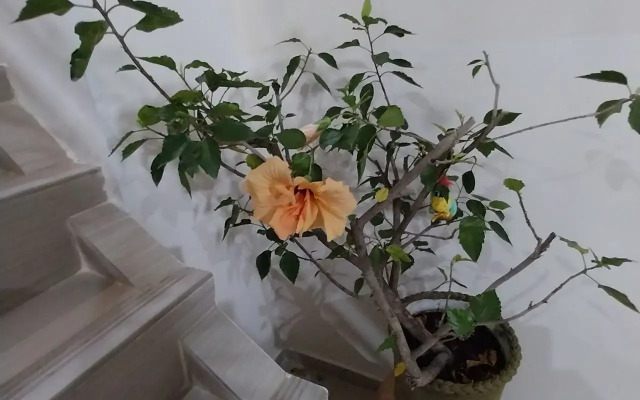 Gornitsa Guest house