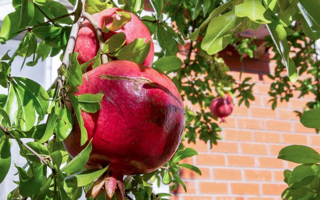 Malakhit Plus Guest House