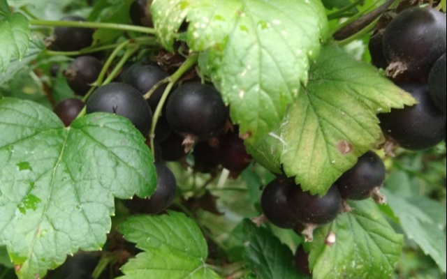 Гостевой дом Эколофт