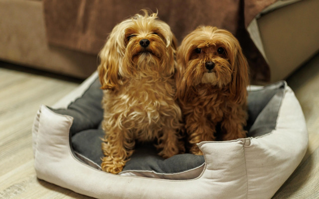 Отель Кумуткан