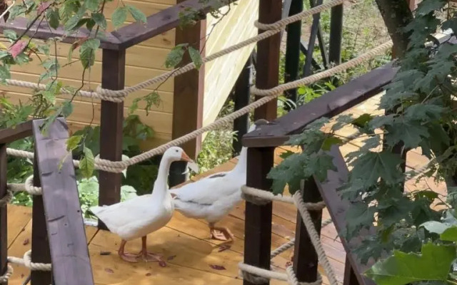 Частный дом Веселые гуси 1