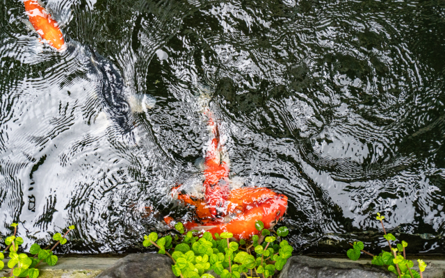Chakola with Koi Pond Villa