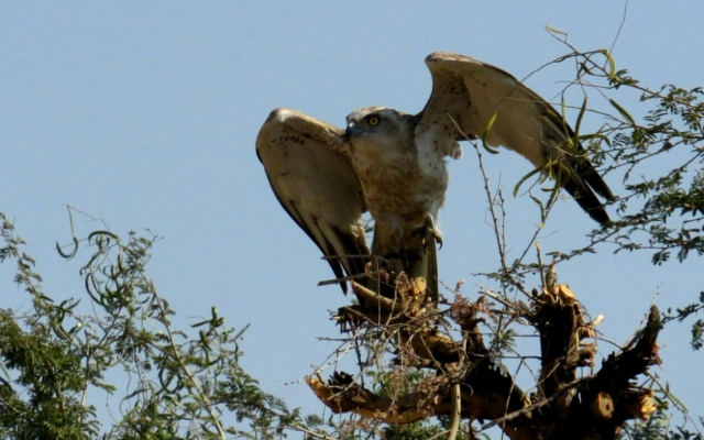 Отель Dera Baghdarrah Nature Retreat Udaipur