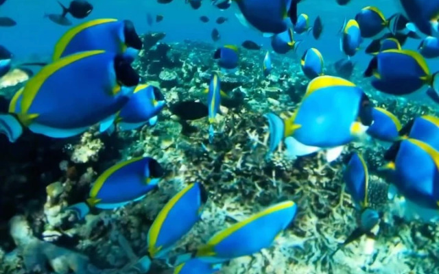 Гостевой дом Oceana Inn Maldives