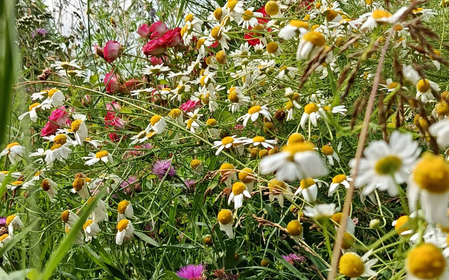 Частный дом Роза на поле