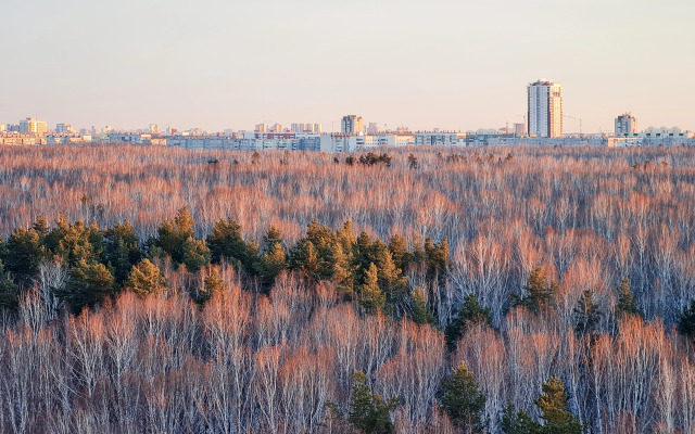 Studiya s vidom na lesoparkovuyu zonu Flat