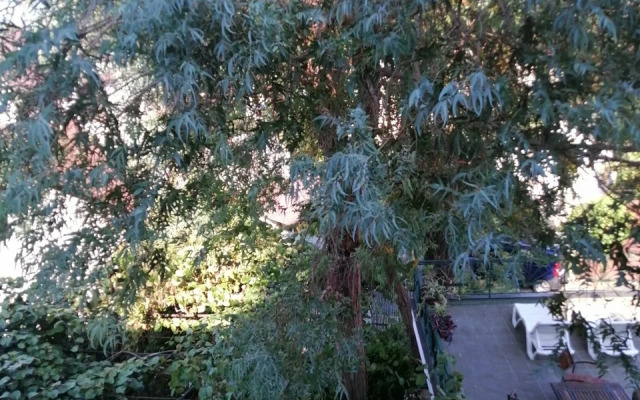 Гостевой дом Эвкалипт