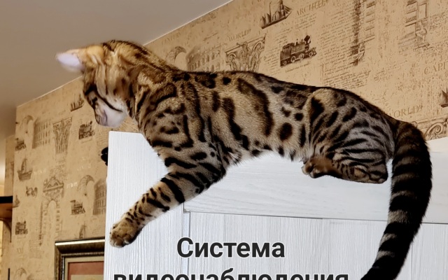 Апартаменты ПМЖ 11