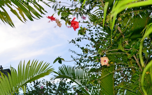 Nature Boutique Residence Villa