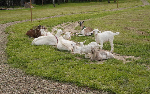 Частный дом В лесу на миниферме
