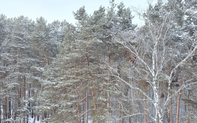 Квартира уютная у озера в тени соснового парка