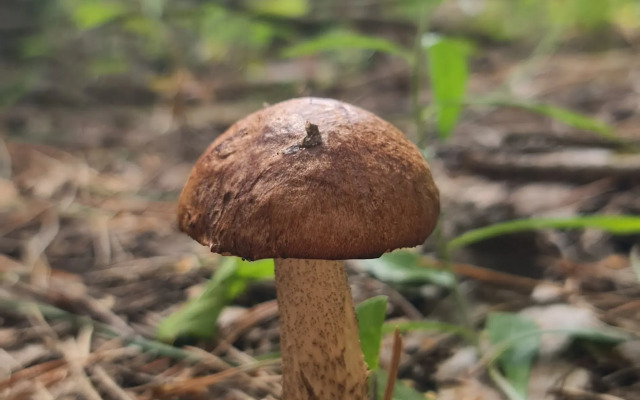 Глэмпинг Lesavushka