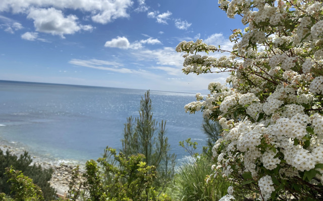 Апартаменты в пос Сосновом