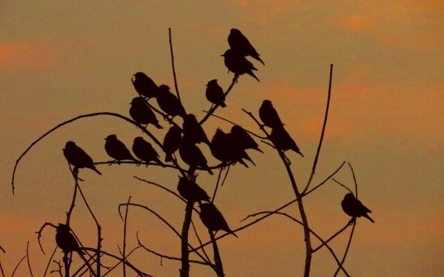 Dera Baghdarrah Nature Retreat Udaipur Hotel