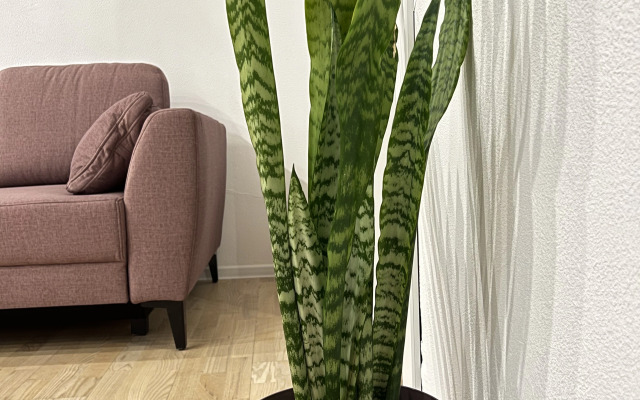 Квартира Апартаменты Зеленоградск