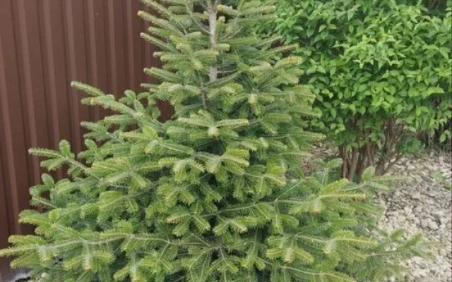 Частный дом у реки c видoм на гopы 4 Белая Дача