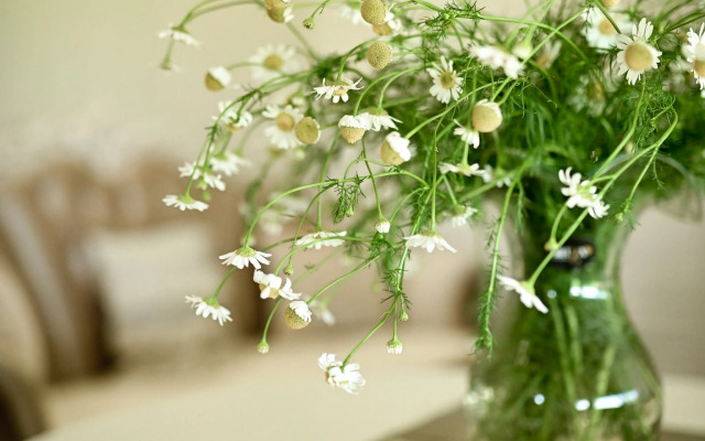 Шале Белый Прованс