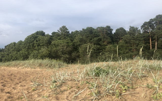 Квартира Студия Белые Пески в Сосновом Бору