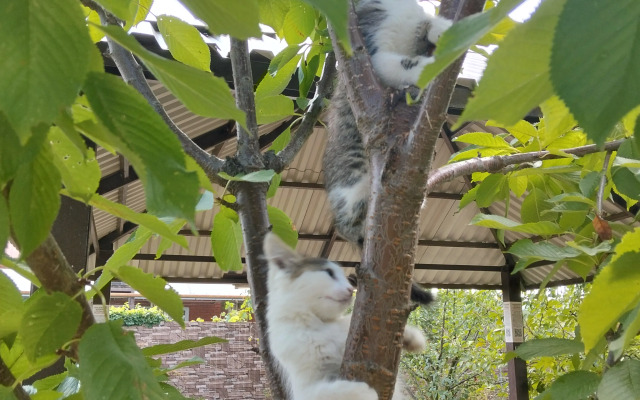 Гостевой дом Добрый Бобр