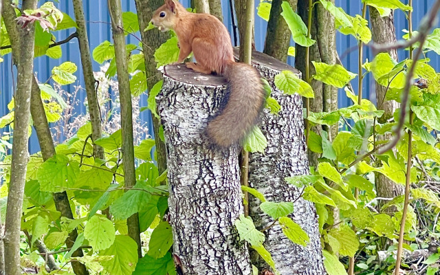 Частный дом в лесу с Банным Чаном