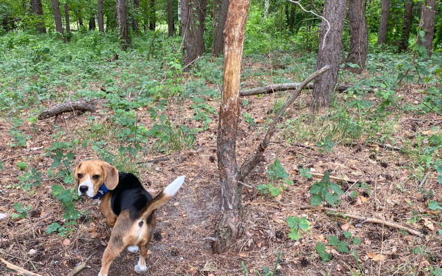 Шале Усадьба Горки 1