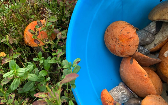 Гостевой дом Лось