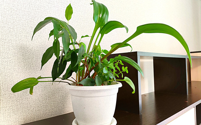 Квартира на Кохомском Шоссе 10