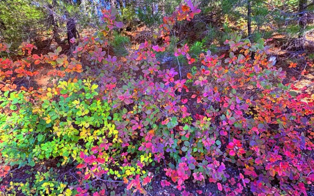 Коттедж Под звездами Стандарт